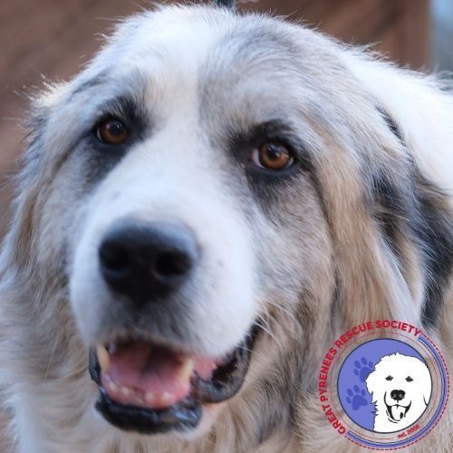 Dog for adoption - Juliette, a Great Pyrenees in Chicago, IL | Petfinder