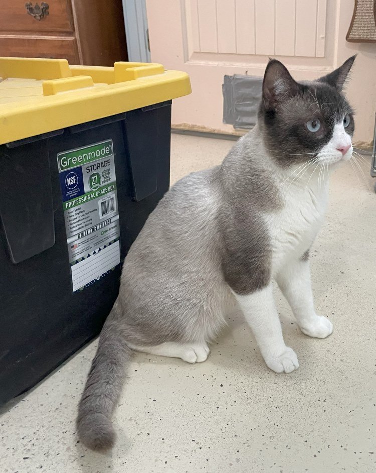 Cat for adoption Zofran, a Domestic Short Hair & Snowshoe Mix in