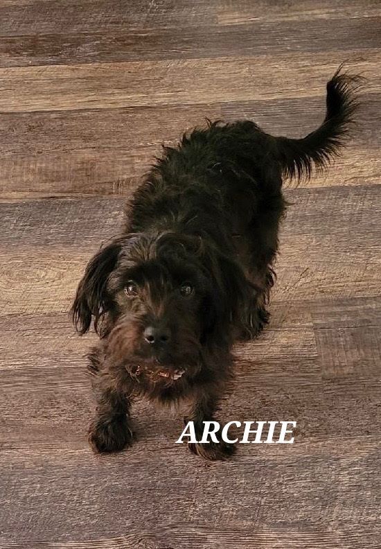 Archie, an adoptable Bichon Frise, Yorkshire Terrier in Windom, MN, 56101 | Photo Image 1