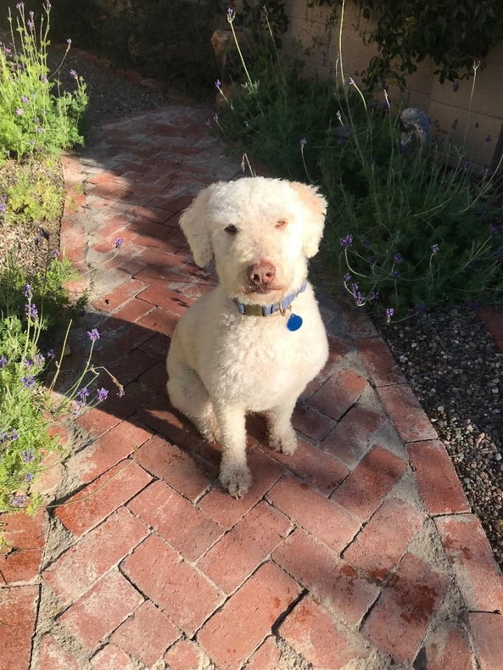 Sheepadoodle petfinder store