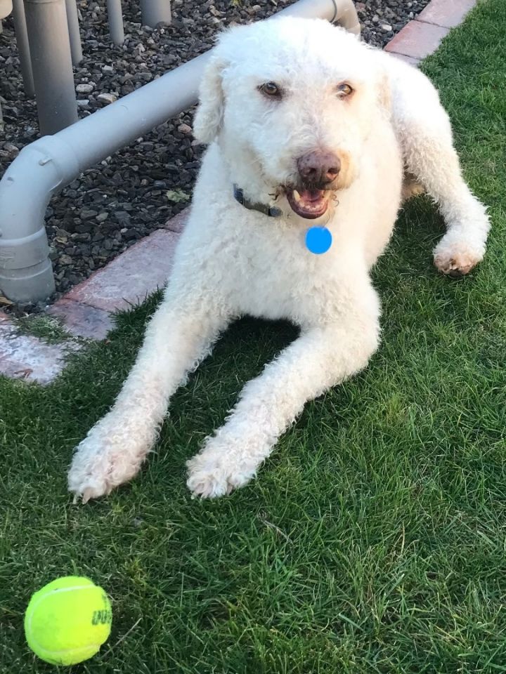 Sheepadoodle petfinder store