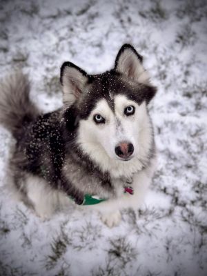 Hi Im Alaska Im a sweet friendly husky so full of love to give Im looking for a special hum