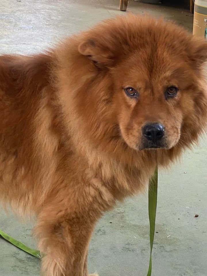 Golden chow hot sale breeder