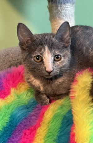 Candace (rr) Dilute Calico Cat