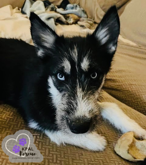 Donna Lou - The Grinch Litter, an adoptable Husky, Airedale Terrier in Kenai, AK, 99611 | Photo Image 1