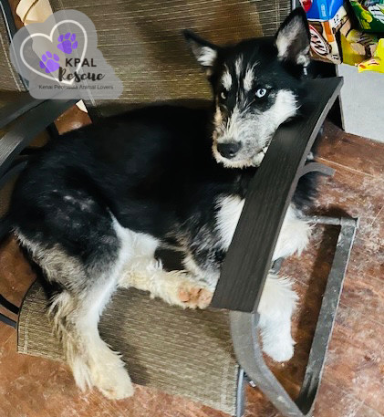 Donna Lou - The Grinch Litter, an adoptable Husky, Airedale Terrier in Kenai, AK, 99611 | Photo Image 2