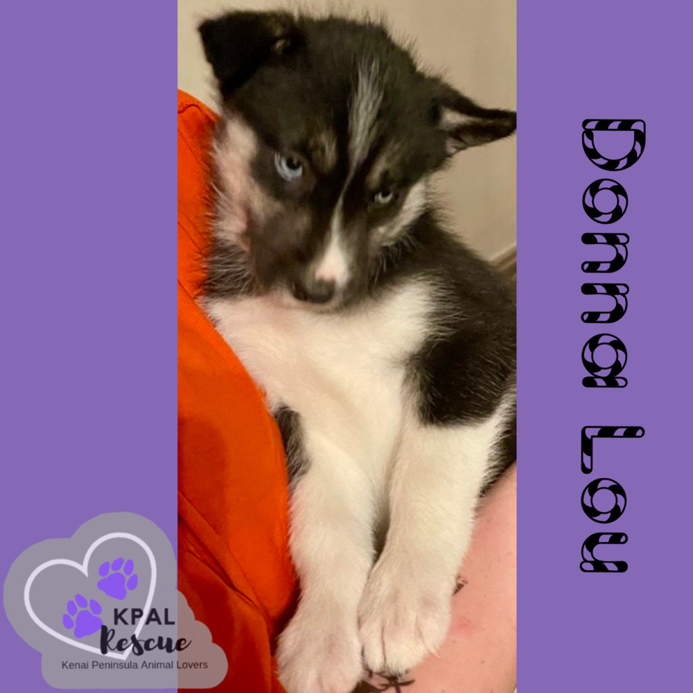 Donna Lou - The Grinch Litter, an adoptable Husky, Airedale Terrier in Kenai, AK, 99611 | Photo Image 4