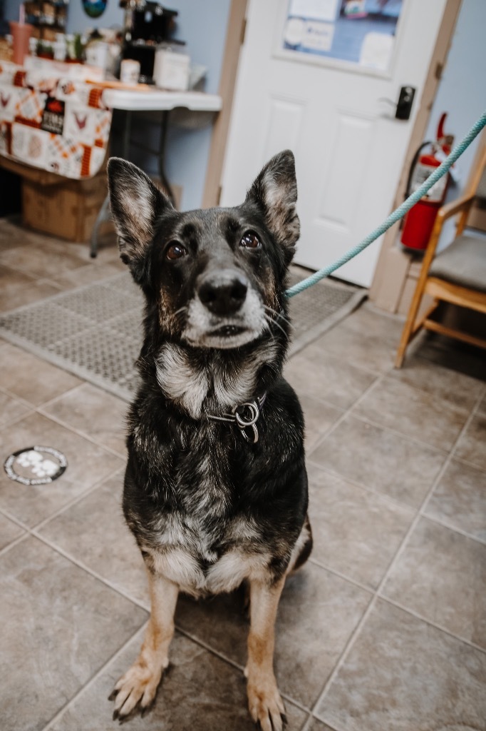 Athena, an adoptable German Shepherd Dog in Glenfield, NY, 13343 | Photo Image 6