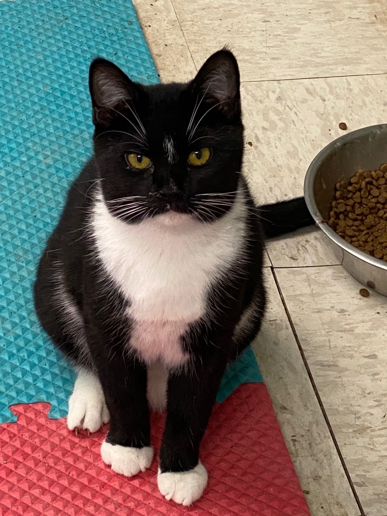 Bo, an adoptable Domestic Short Hair in Plattsburgh, NY, 12901 | Photo Image 1