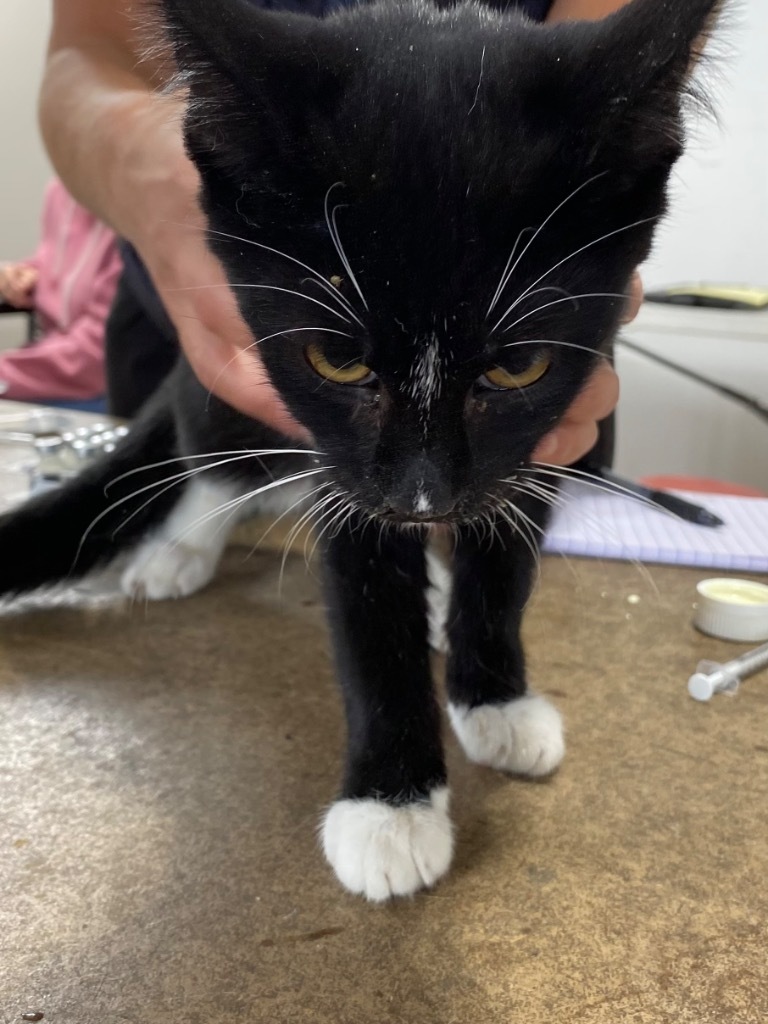 Andy., an adoptable Domestic Short Hair in Plattsburgh, NY, 12901 | Photo Image 1