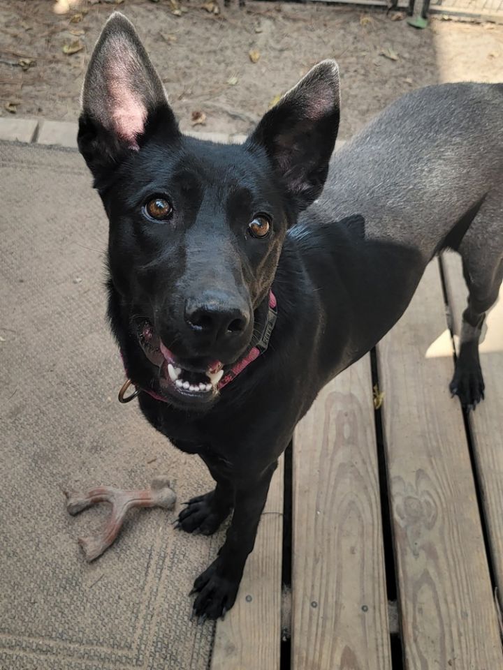 Shepherd kelpie hot sale mix