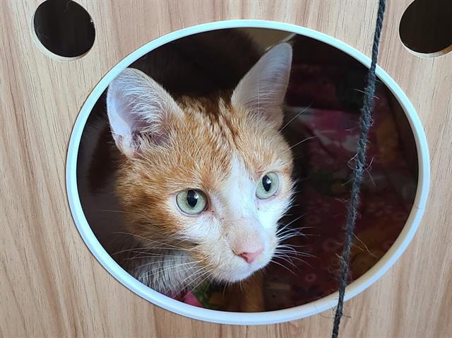 CALISTO*, an adoptable Domestic Short Hair in Tucson, AZ, 85745 | Photo Image 1