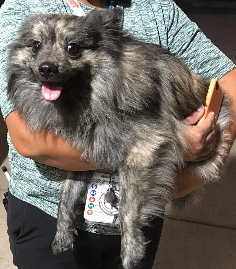 Rio, an adoptable Pomeranian, Spitz in San Antonio, TX, 78251 | Photo Image 1