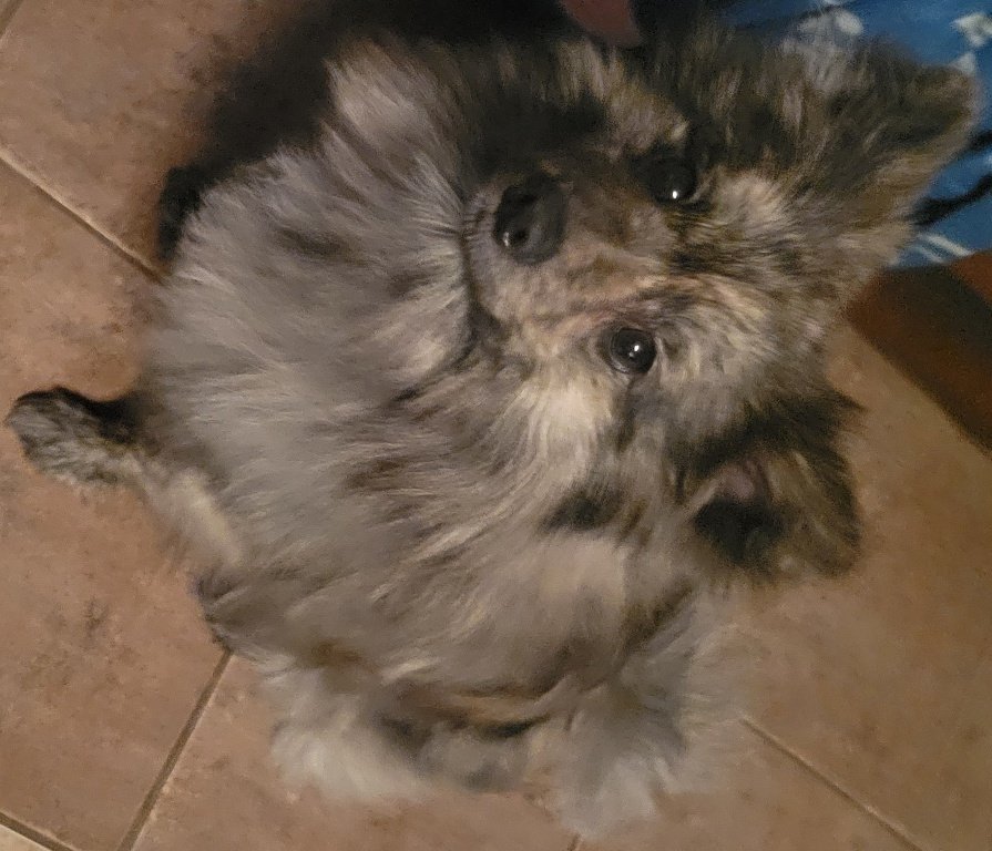 Rio, an adoptable Pomeranian, Spitz in San Antonio, TX, 78251 | Photo Image 2