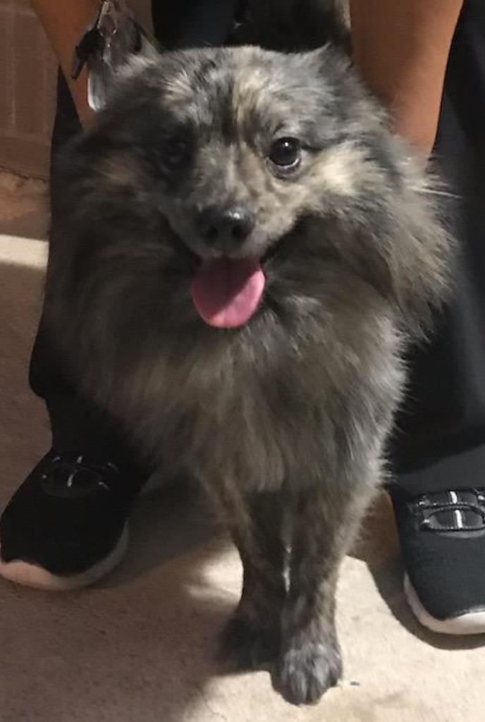 Rio, an adoptable Pomeranian, Spitz in San Antonio, TX, 78251 | Photo Image 3