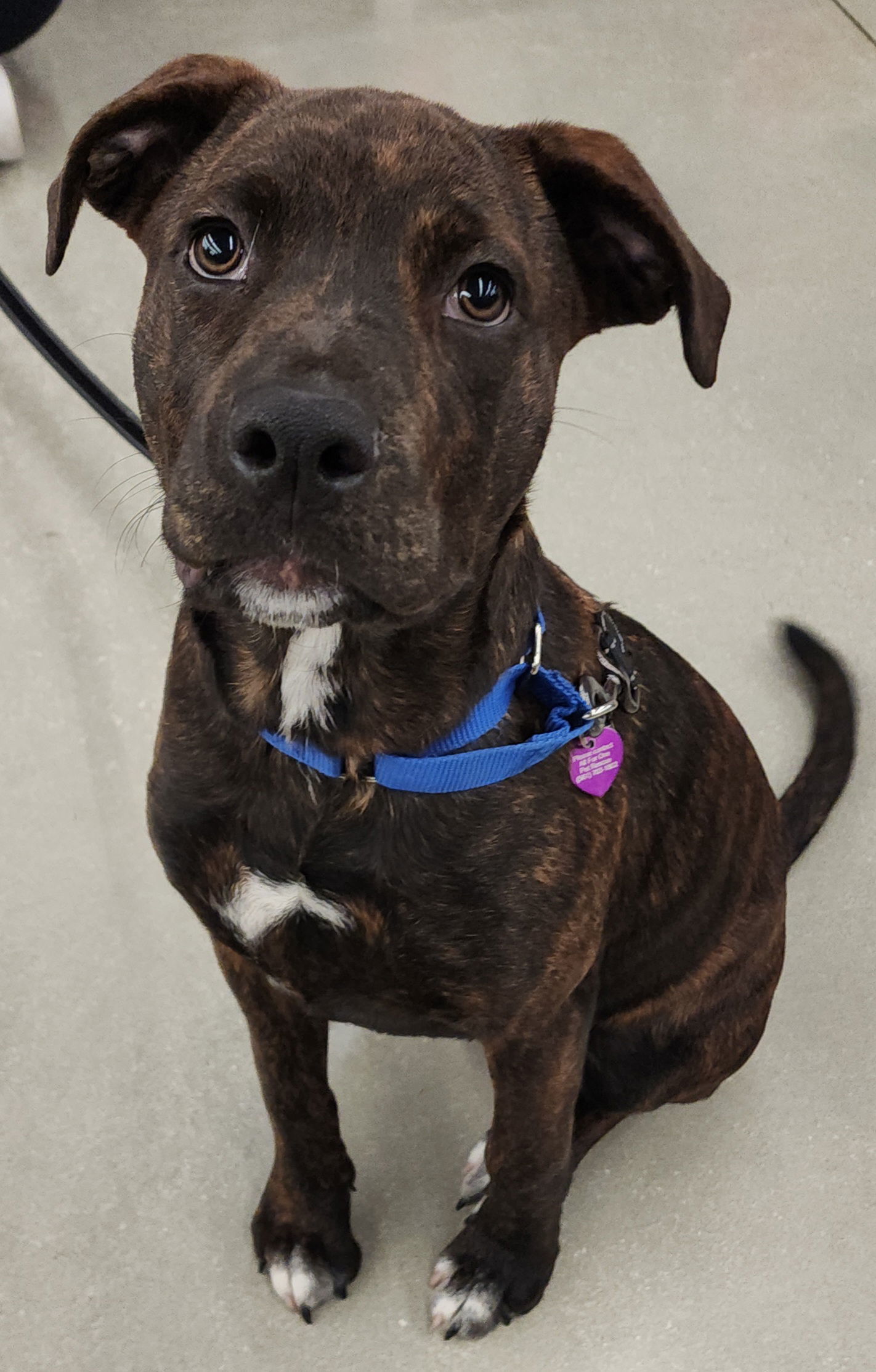 Dog for adoption Bunny, a Hound in Royal Palm Beach, FL Petfinder