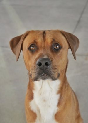 Meet Ernie A sweet laid-back 1-year-old mixed breed Ernie would be a great family dog  He is als