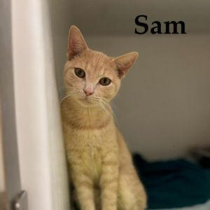 Sam Domestic Short Hair Cat