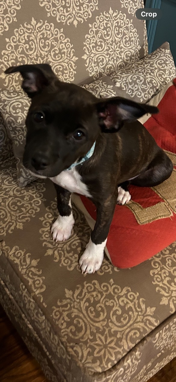 Pitbull and best sale chihuahua mix puppies