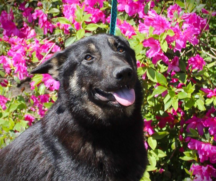 MAC -8 months-Neuter Contract Required $325 1