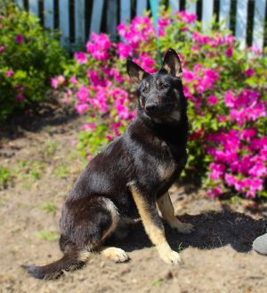 RAIDER- 8 months-Neuter Contract Required $325