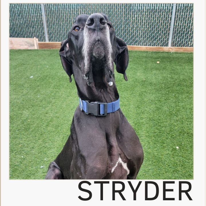 Stryder, an adoptable Great Dane in Colorado Springs, CO_image-1