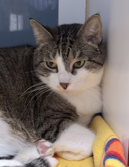 Ari, an adoptable Domestic Short Hair in Leander, TX, 78641 | Photo Image 1