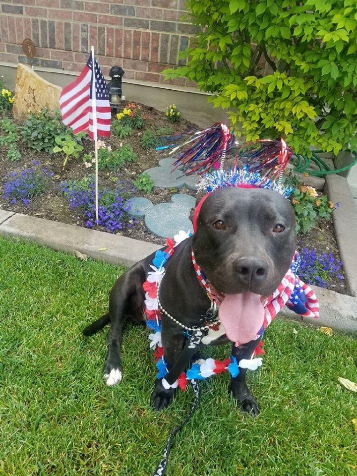 Paris, an adoptable American Staffordshire Terrier in Grantsville, UT, 84029 | Photo Image 1