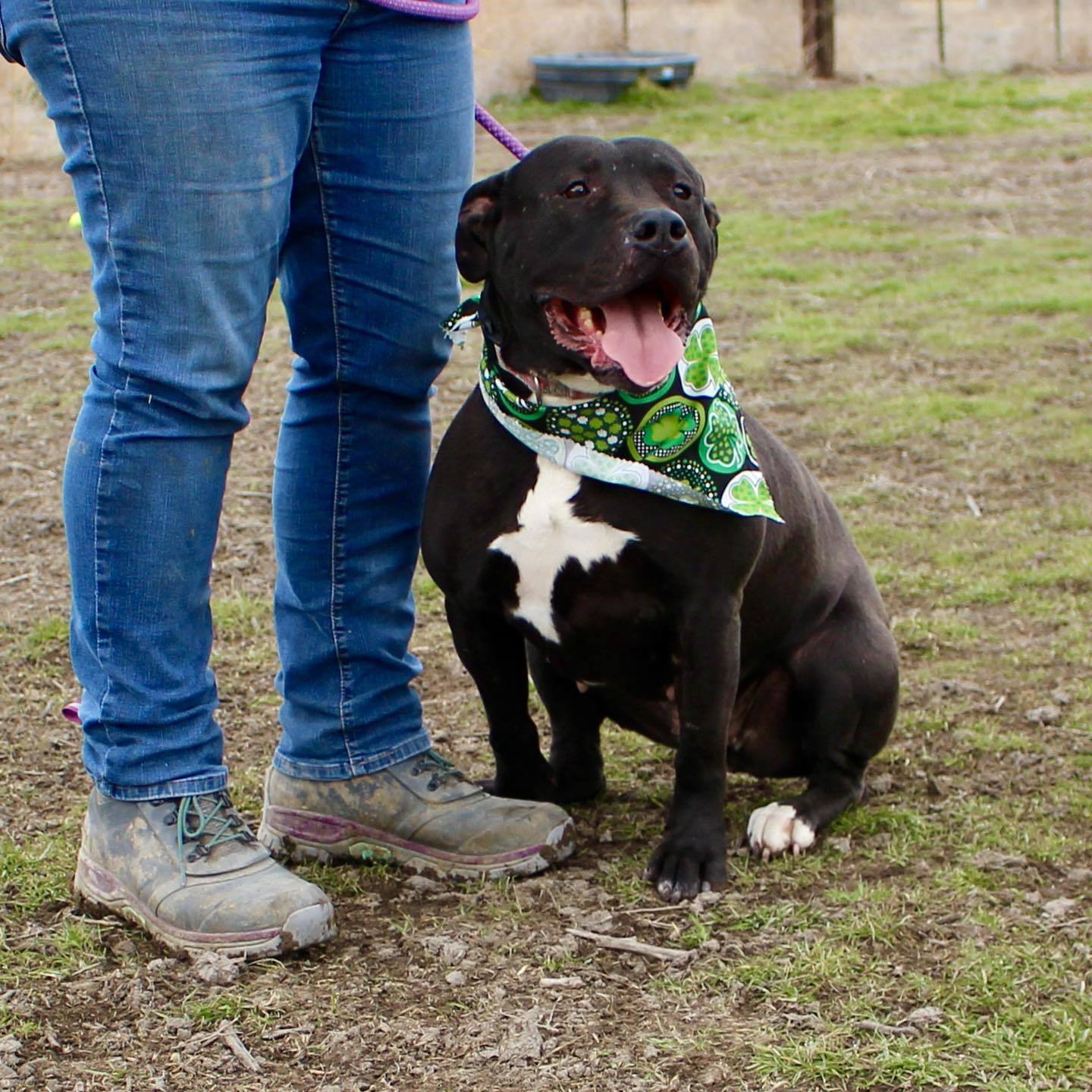 Paris, an adoptable American Staffordshire Terrier in Grantsville, UT, 84029 | Photo Image 1