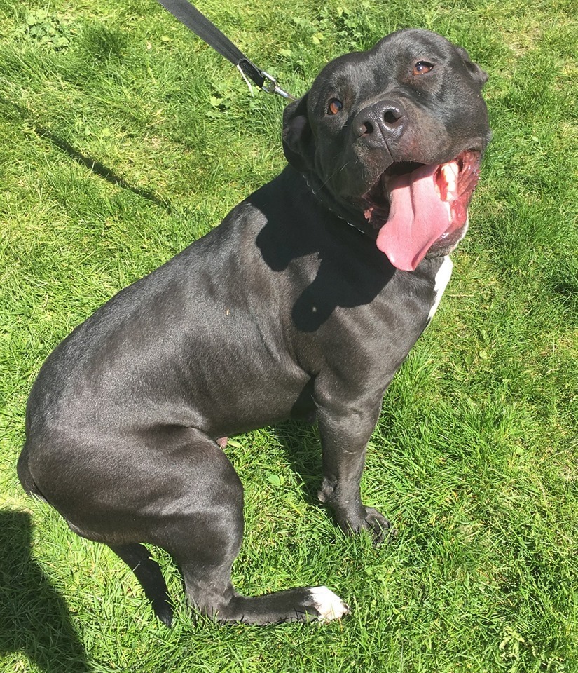 Paris, an adoptable American Staffordshire Terrier in Grantsville, UT, 84029 | Photo Image 2