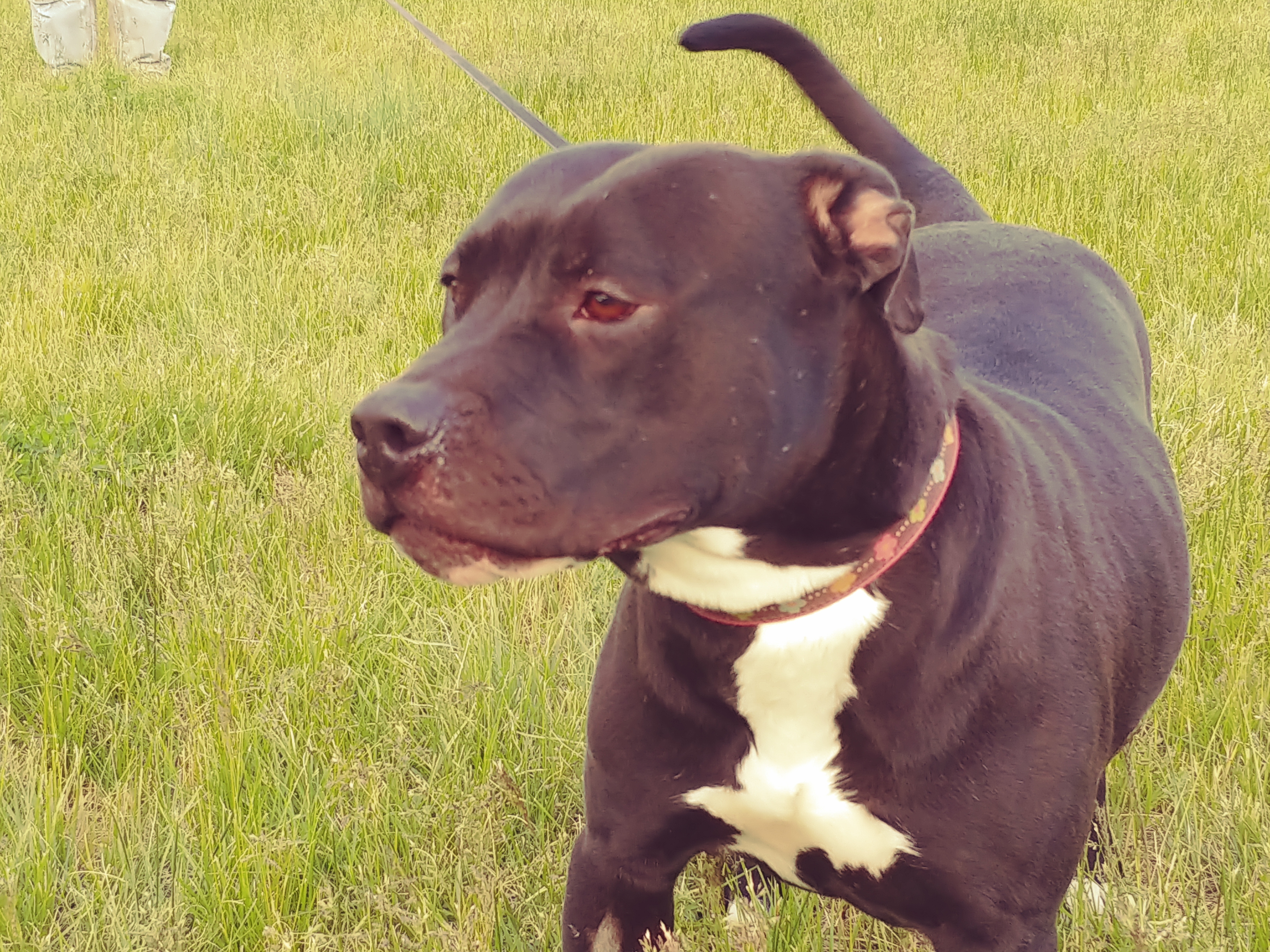 Paris, an adoptable American Staffordshire Terrier in Grantsville, UT, 84029 | Photo Image 4