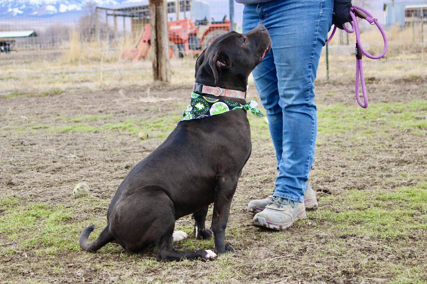 Paris, an adoptable American Staffordshire Terrier in Grantsville, UT, 84029 | Photo Image 5