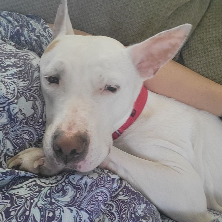 LAYKA 3