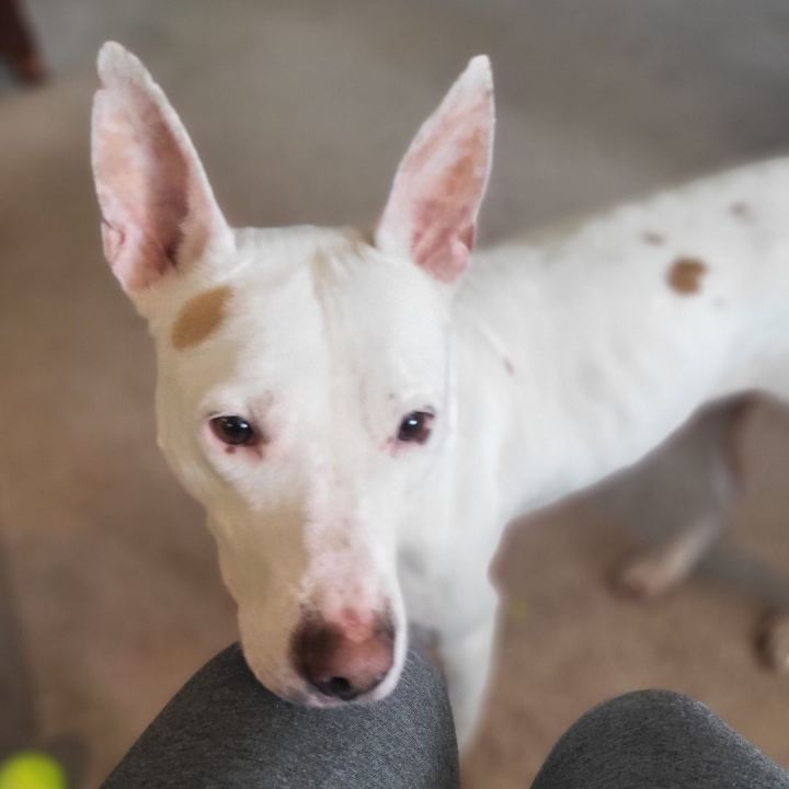 LAYKA 4