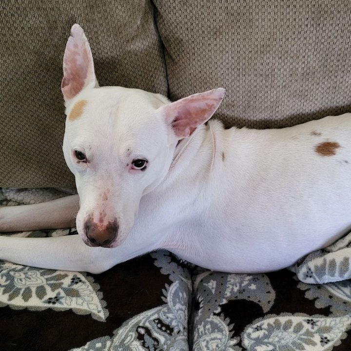 LAYKA 6