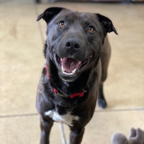 Dog for adoption - Duke, a Labrador Retriever Mix in Wadena, MN | Petfinder