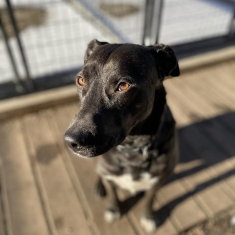 Duke, an adoptable Labrador Retriever in Wadena, MN, 56482 | Photo Image 2