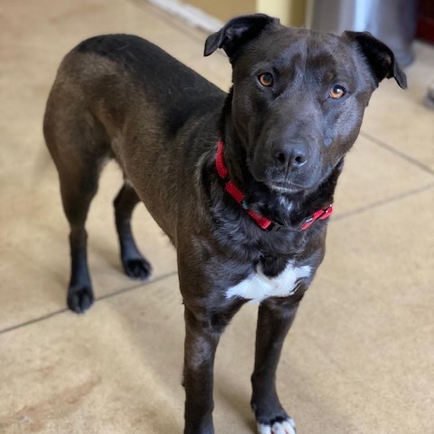 Duke, an adoptable Labrador Retriever in Wadena, MN, 56482 | Photo Image 2