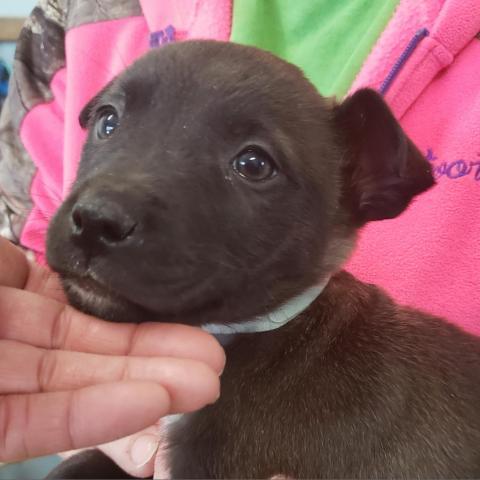 Duke, an adoptable Labrador Retriever in Wadena, MN, 56482 | Photo Image 3