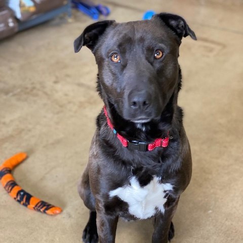 Duke, an adoptable Labrador Retriever in Wadena, MN, 56482 | Photo Image 4