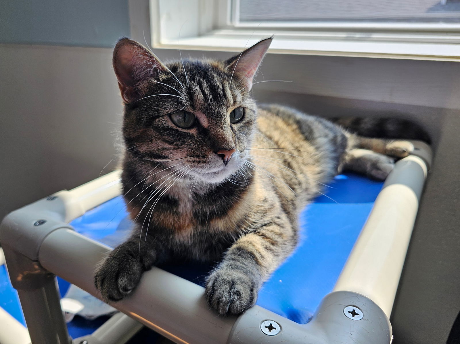 Star #2, an adoptable Torbie in Cedar Rapids, IA, 52405 | Photo Image 1