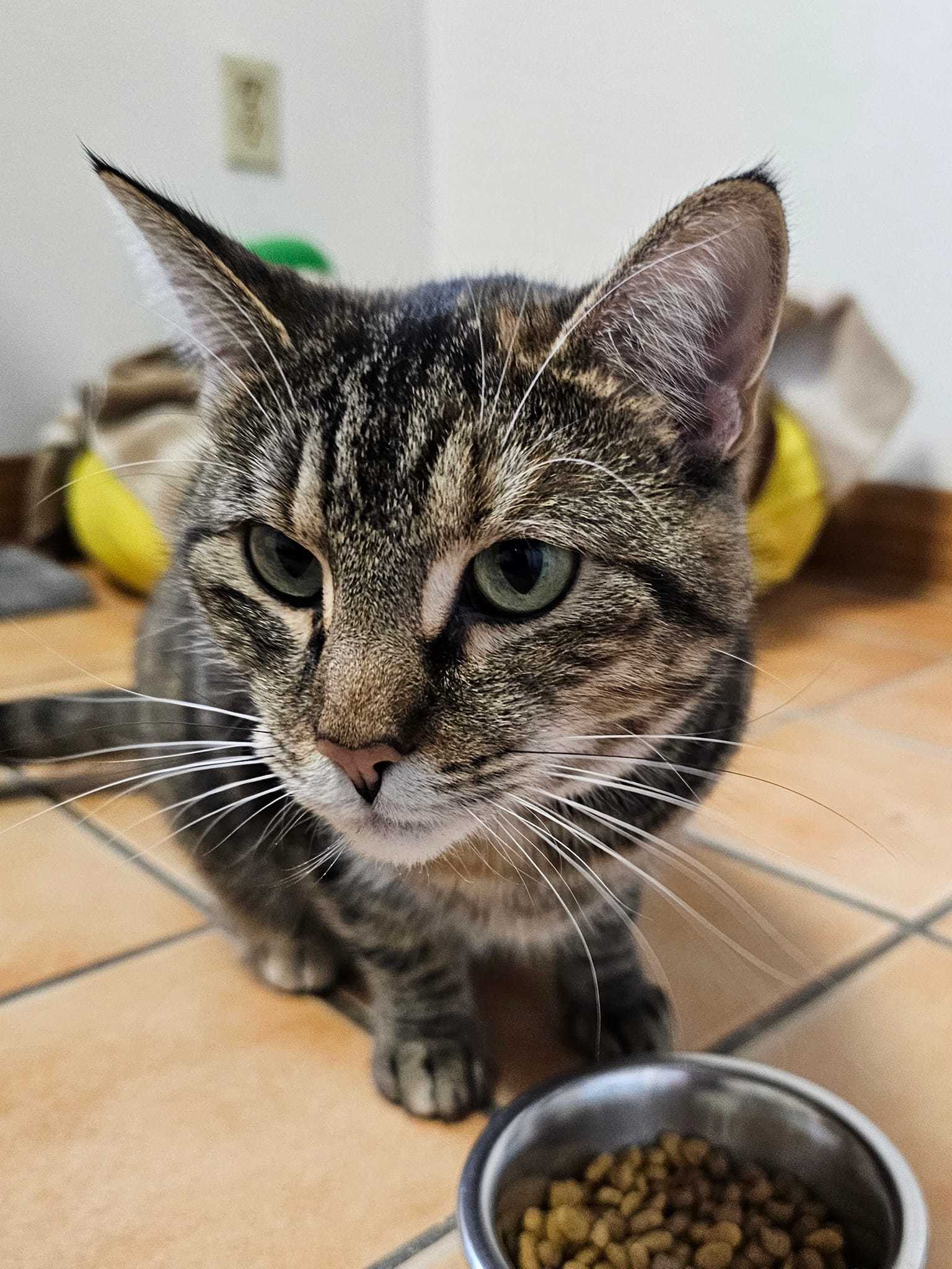 Star #2, an adoptable Torbie in Cedar Rapids, IA, 52405 | Photo Image 2