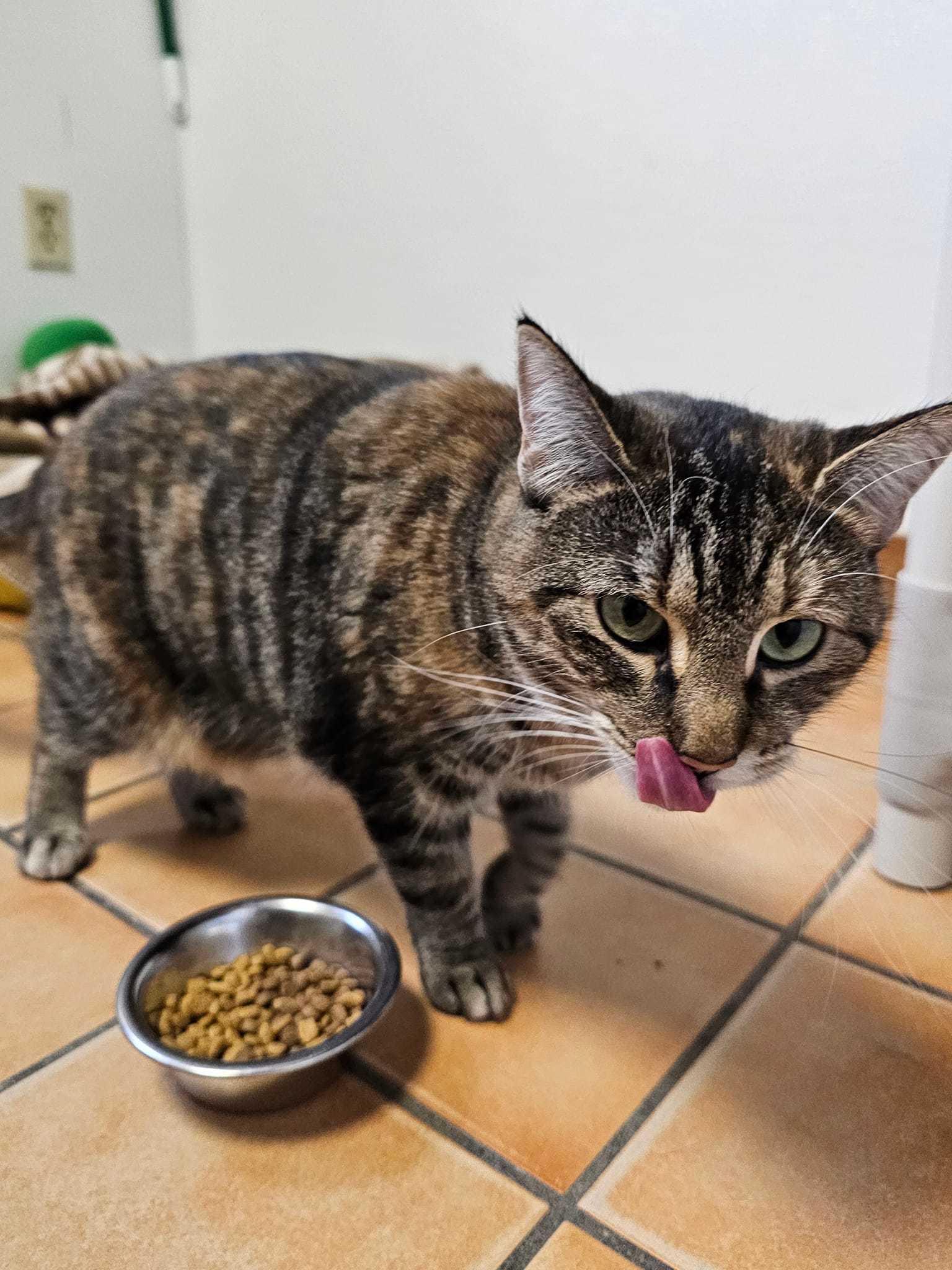 Star #2, an adoptable Torbie in Cedar Rapids, IA, 52405 | Photo Image 3