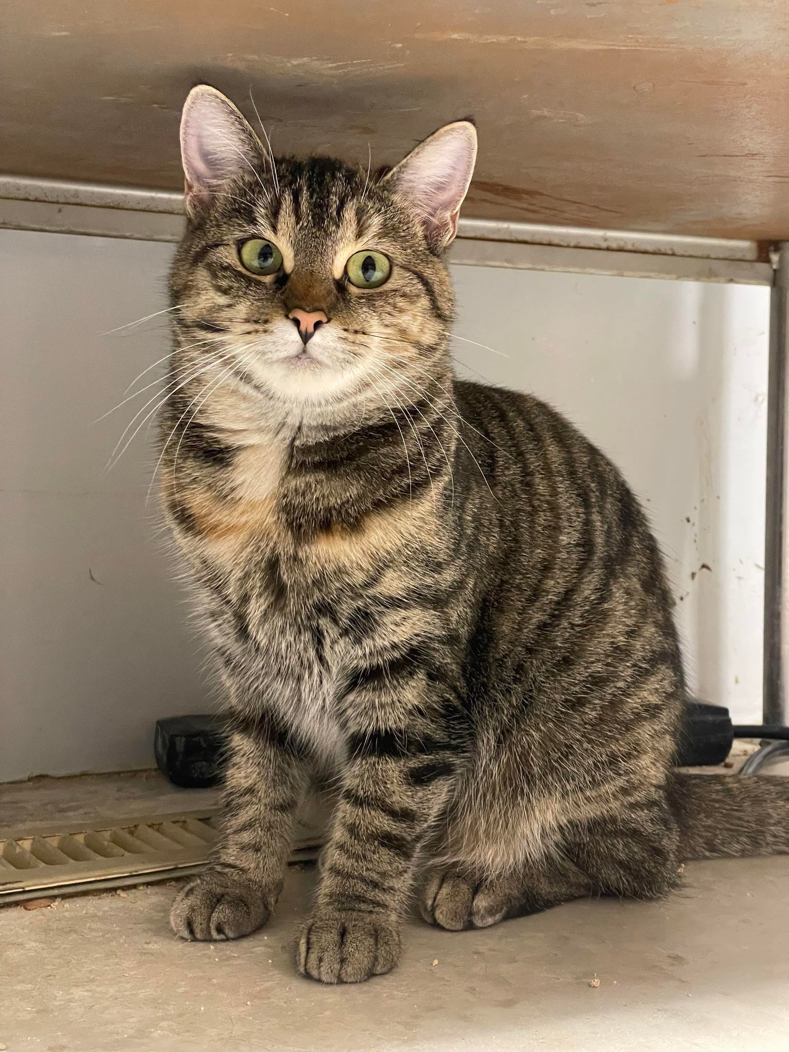 Star #2, an adoptable Torbie in Cedar Rapids, IA, 52405 | Photo Image 3