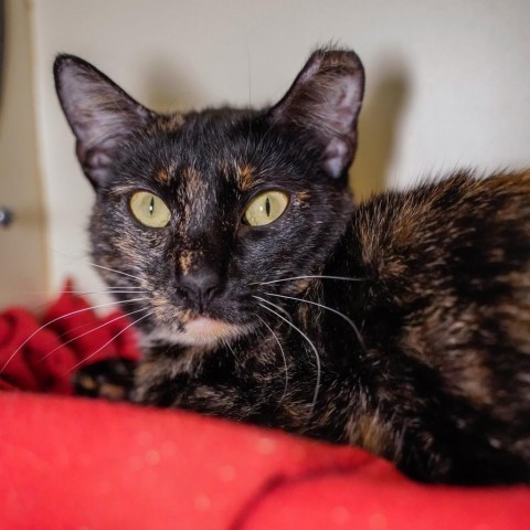 Thelma, an adoptable Domestic Short Hair in Thomaston, ME, 04861 | Photo Image 1