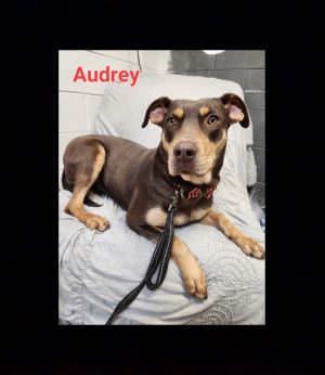 Audrey
