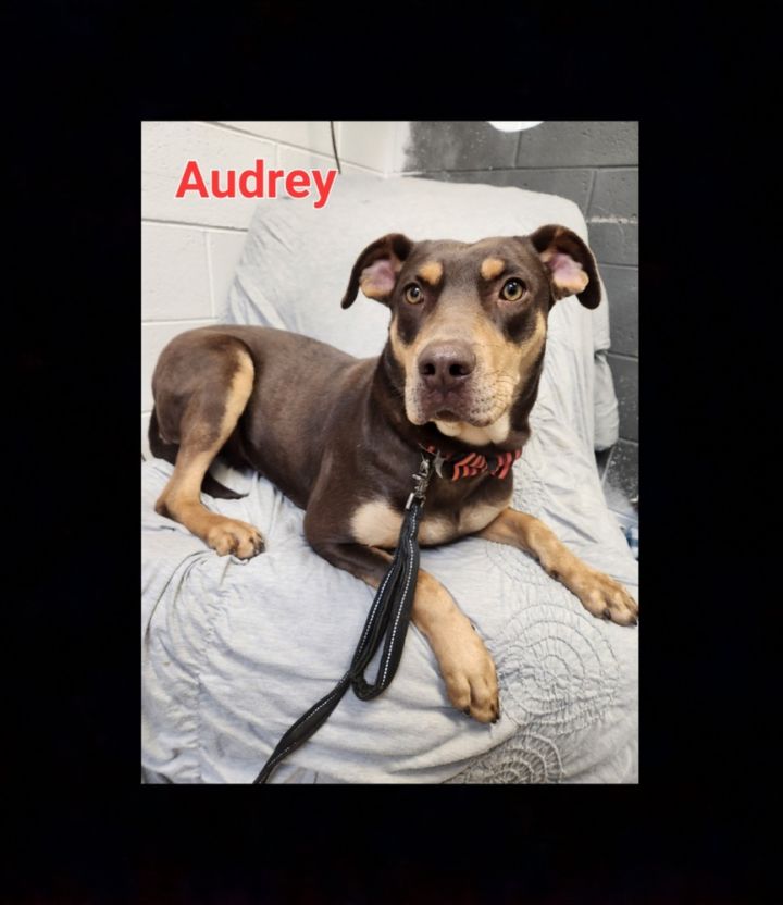Audrey 1