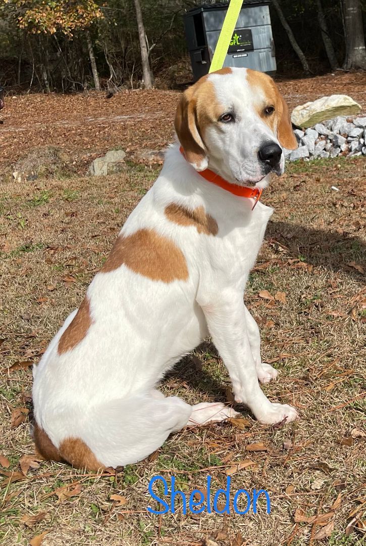 Dog for adoption - Sheldon, a Treeing Walker Coonhound & Labrador