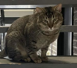 Sylvester Tabby