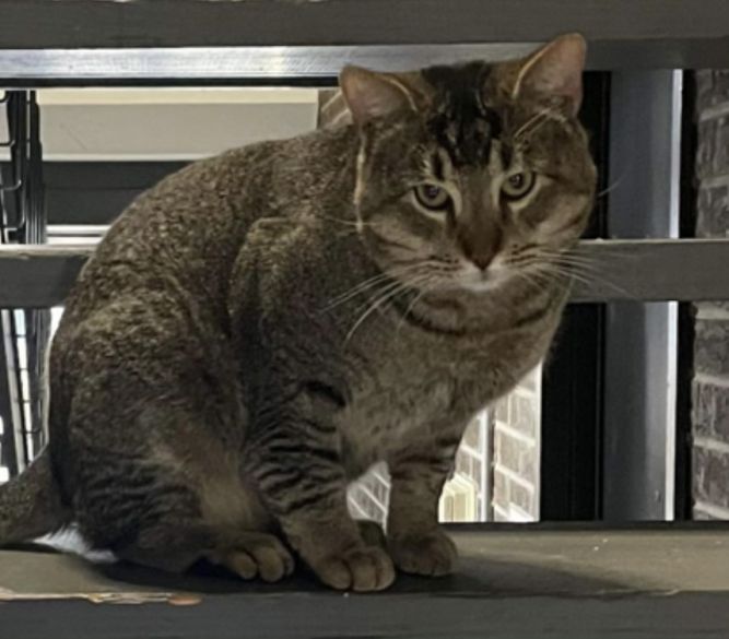 Sylvester Tabby